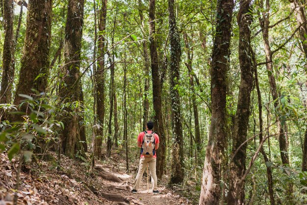 Hiker standing on path in a forest