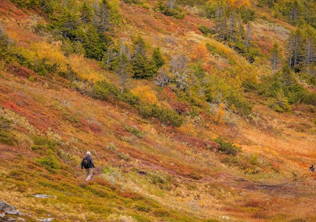 Hiker walking through a bright orange field with trees