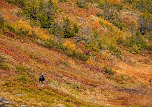 Hiker walking through a bright orange field with trees