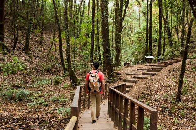 Hiker walking on wooden path in the forest