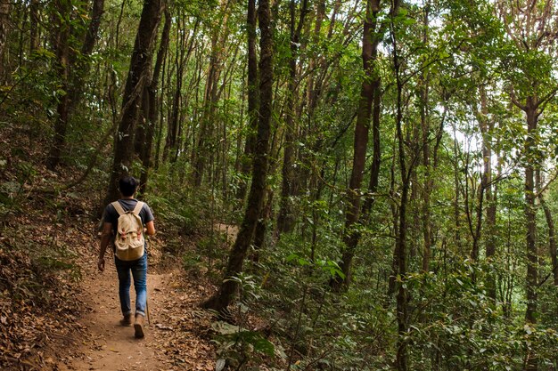 Hiker with backpack walking in the forest