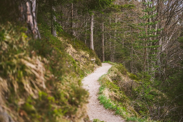A hiking trail in the Bavarian Alps during spring