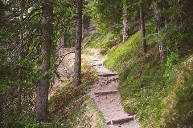A hiking trail in the Bavarian Alps during spring