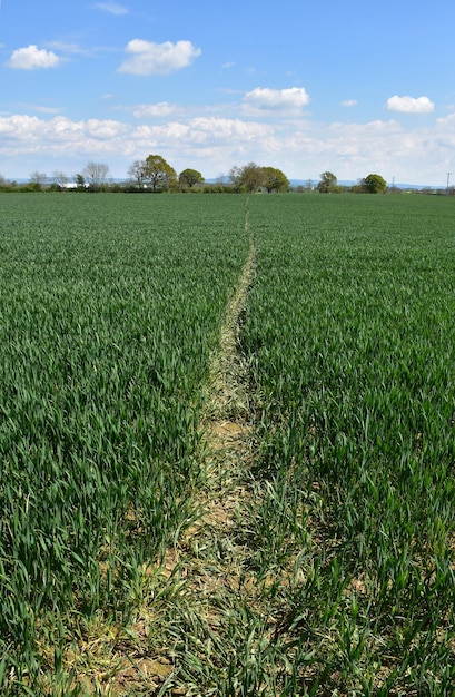 Hiking trail through a field of crops in the English countryside.