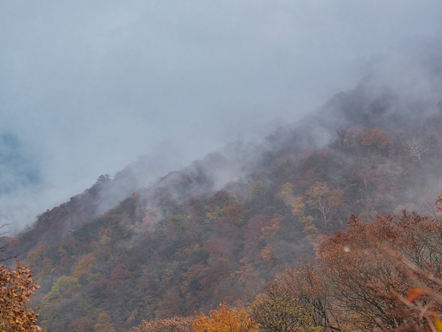 Hill covered in forests covered in the fog with a blurry background