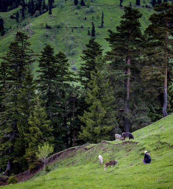 Hill covered in forests surrounded by grazing cows with a woman sitting near them