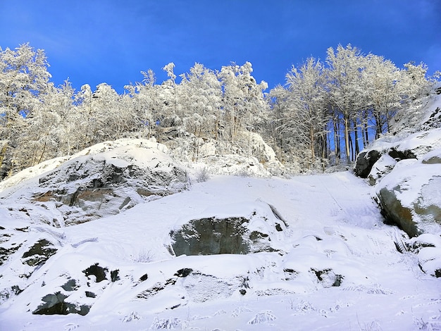 Hill covered in trees and snow under the sunlight and a blue sky in Larvik in Norway