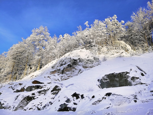노르웨이의 Larvik에서 햇빛과 푸른 하늘 아래 나무와 눈으로 덮인 언덕