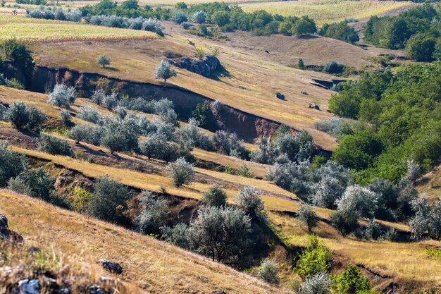 Hill slope with rare trees and ravines, lush greenery in the gorge in Moldova