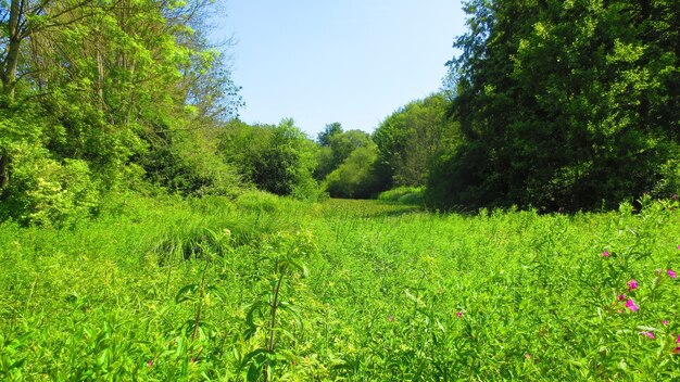 Hill slopes with grasses and trees on a sunny day