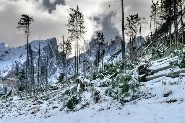 A hill with a lot of leafless trees surrounded by high snow-covered rocky mountains in the Dolomites