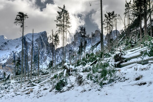 Dolomites의 높은 눈 덮인 바위 산으로 둘러싸인 잎이없는 나무가 많은 언덕