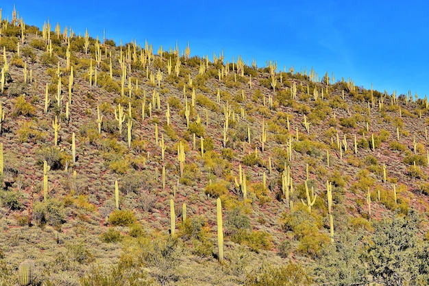 Collina di saguaros