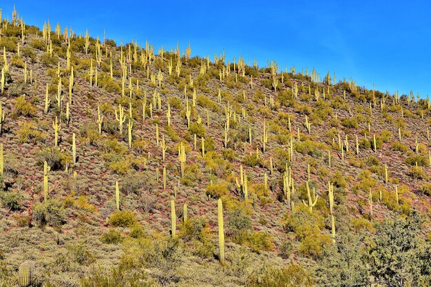 Saguaros의 언덕