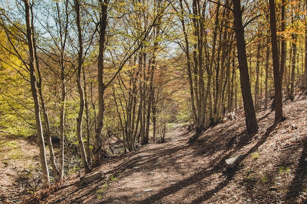Hilly path in forest