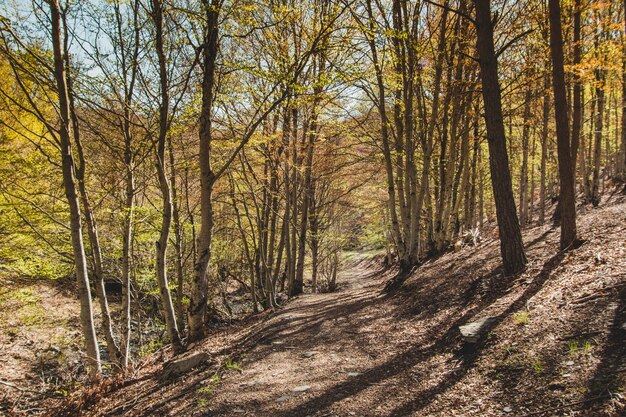 Hilly path in forest