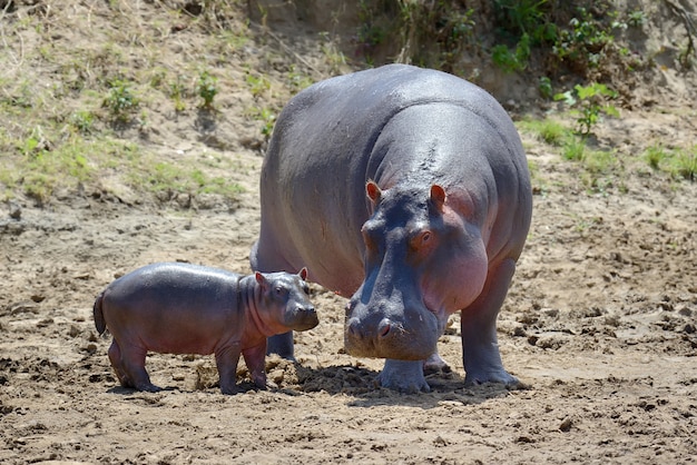 アフリカ、ケニアの国立公園のカバの家族