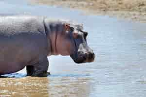 Free photo hippo in the savannah