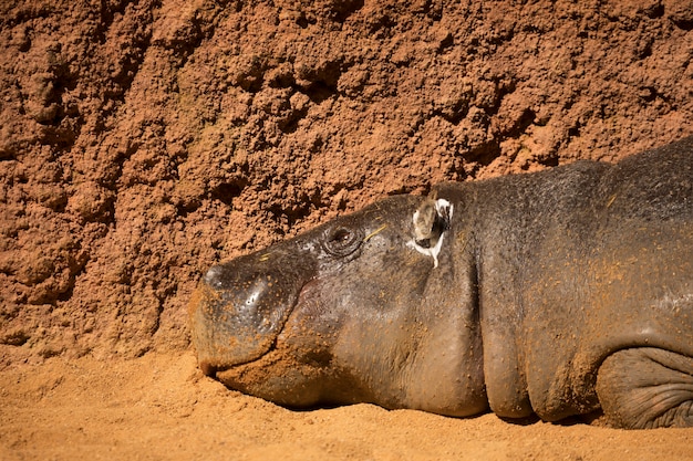 Free photo hippopotamus