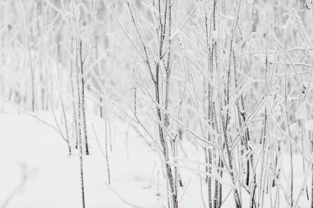 Hoarfrosted branches in forest