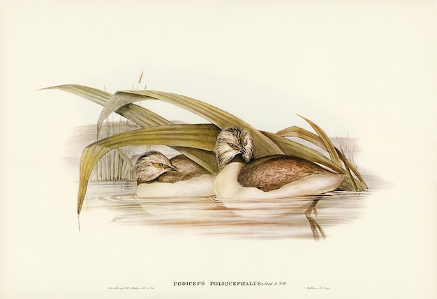 Hoary-headed Grebe (Podiceps poliocephalus) illustrated by Elizabeth Gould 