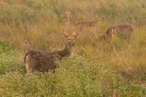 Free photo hog deer on the grassland of kaziranga in assam
