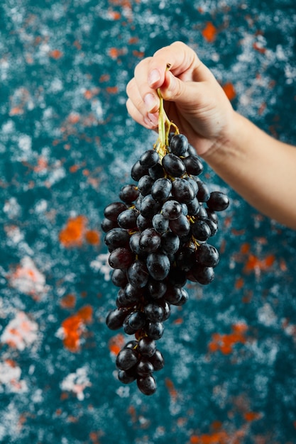 Holding black grapes on blue surface