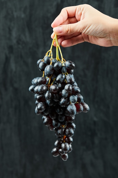 In possesso di un grappolo di uva nera su sfondo scuro. foto di alta qualità