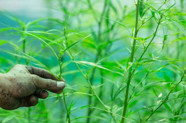 Free photo holding a farmer holding a cannabis leaf.