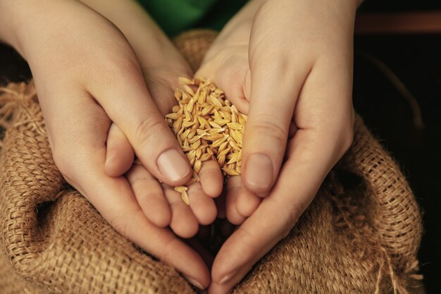 Holding golden colored wheat grains. Close up shot of female and kid's hands doing different things together. Family, home, education, childhood, charity concept. Mother and son or daughter, wealth.