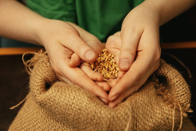 Holding golden colored wheat grains. Close up shot of female and kid's hands doing different things together. Family, home, education, childhood, charity concept. Mother and son or daughter, wealth.