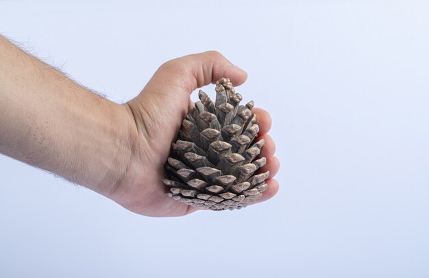 Holding a natural oak tree cone in the hand