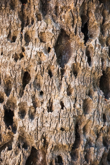 Holes in tree bark