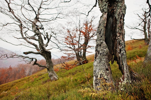 Hollow of beerch tree at autumn forest on mountains