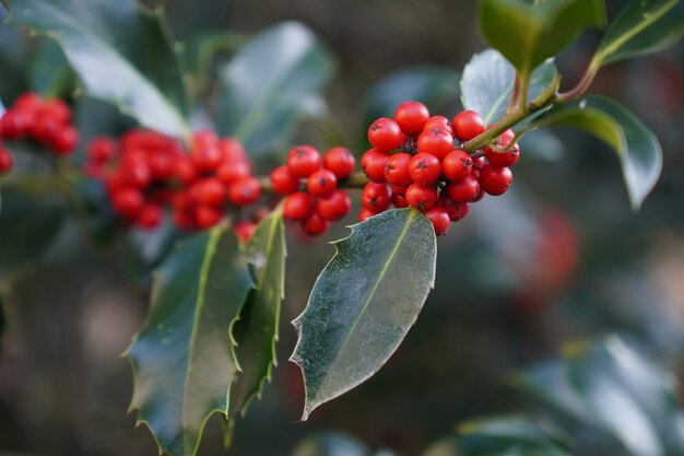 Holly berry leaves in the garden