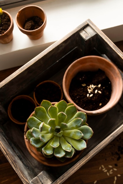 Home gardening pot with flowers