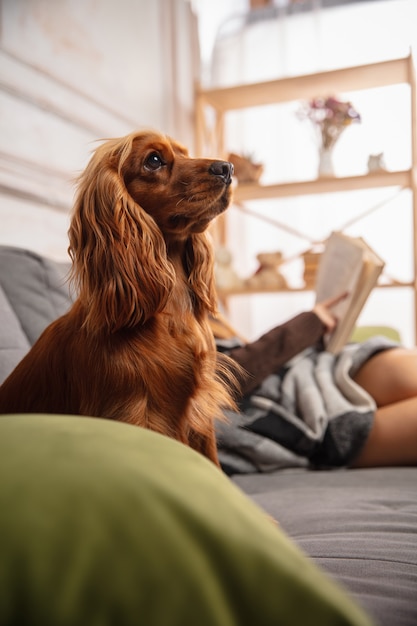 ソファで子犬と抱き合って、現代のデバイス、ガジェットを使用して楽しんでいるかわいい女の子の家の肖像画。ペットの愛、若者文化、家庭の快適さ、遠隔教育のコンセプト。