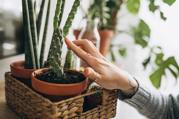 テーブルの上の家の鉢植え