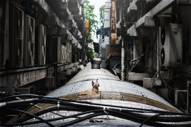 Foto gratuita concetto solitario di cat city senzatetto del bambino