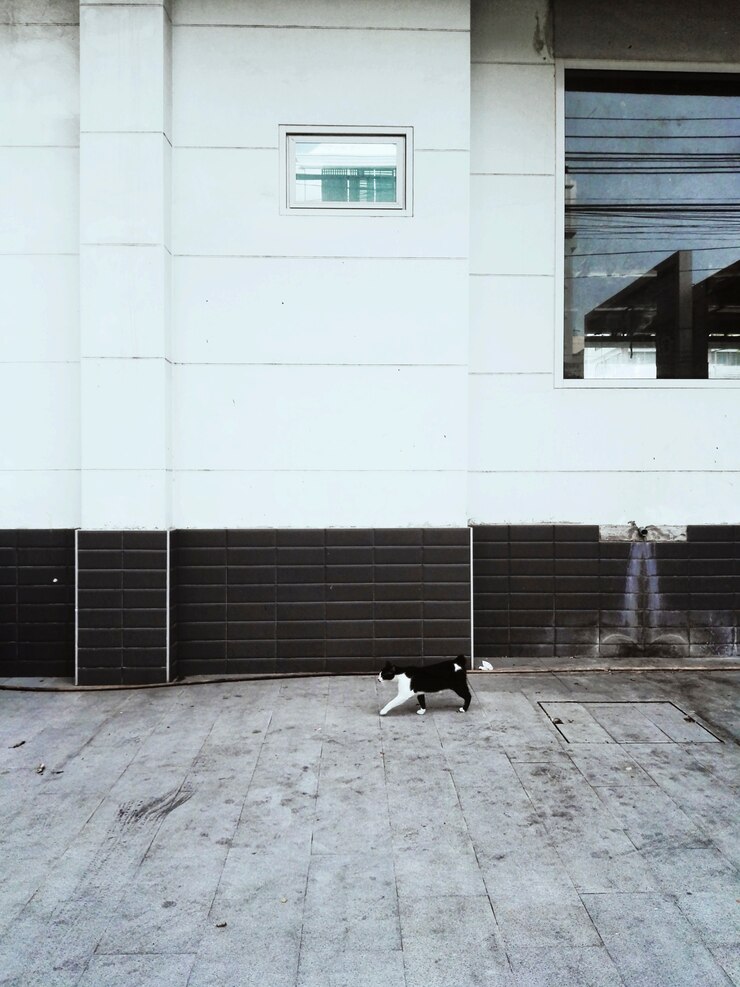 Free Photo homeless cat walking city concept