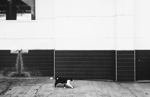 Free photo homeless cat walking city concept