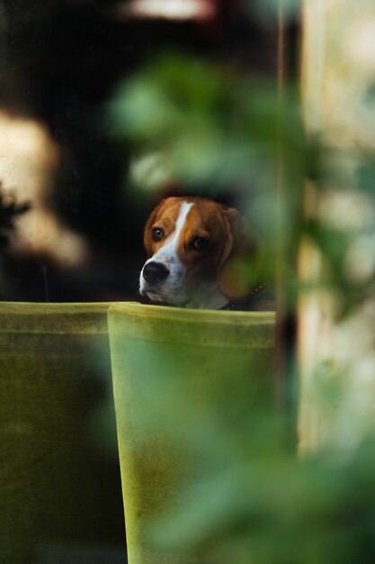 A homeless dog looking out of the window