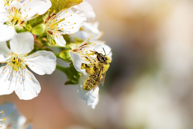 Honey bee collecting pollen from a blooming peach tree.