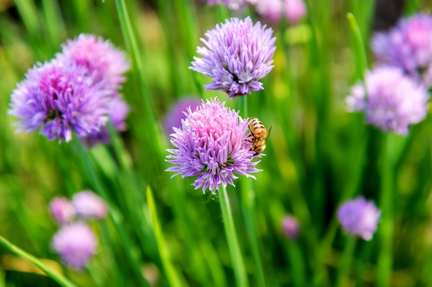 ニラ植物の紫色の花にミツバチ プレミアム写真