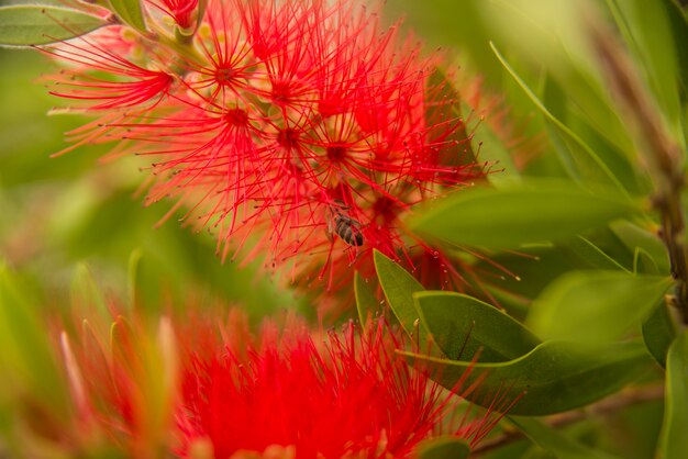 Honey bee red bottlebrush Callistemon flower nectar fly flying