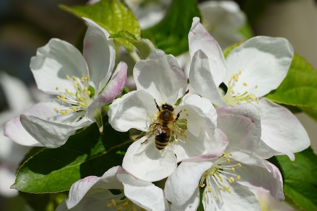 Foto gratuita ape del miele su un fiore bianco