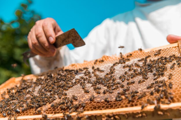 Honey bees on a wooden bee hive. High quality photo