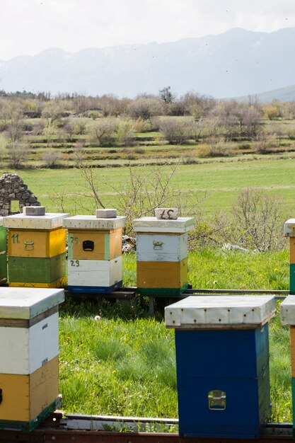 Honey farm landscape