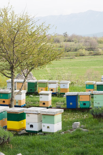 Honey farm landscape