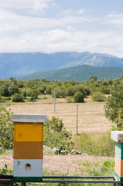 꿀 농장 풍경